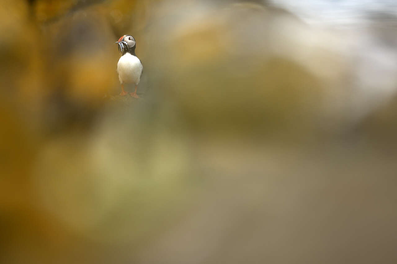 Macareux moine (Fratercula arctica) tenant des lançons dans son bec coloré – Photographie  prise en Écosse lors d’un séjour Amarok L’Esprit Nature