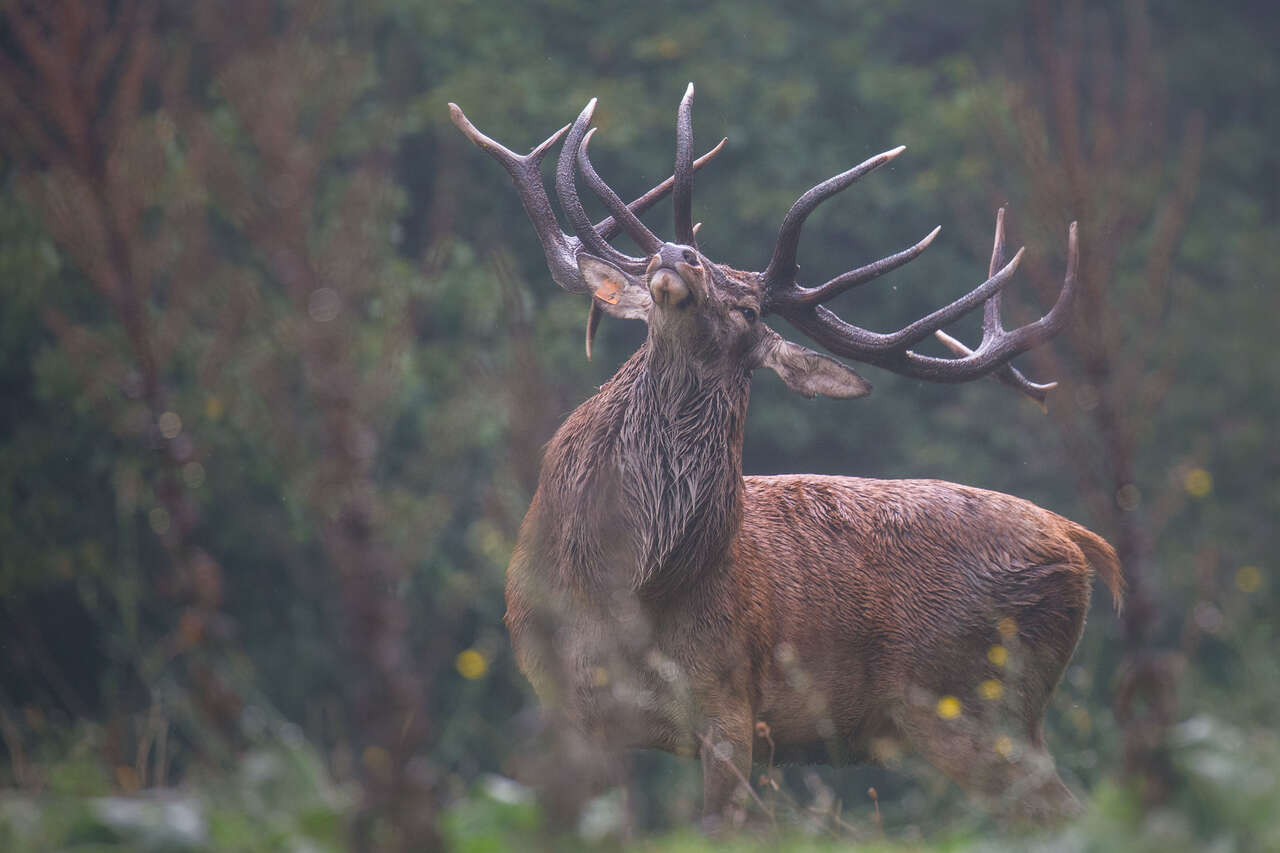 Majestueux cerf élaphe aux bois imposants, tête relevée dans une attitude de brame, dans les Abruzzes