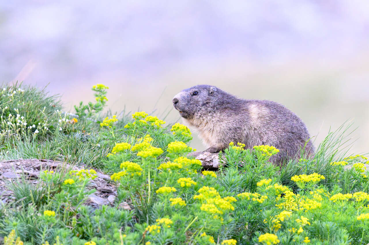 Marmotte des Alpes entourée de fleurs de montagne au printemps