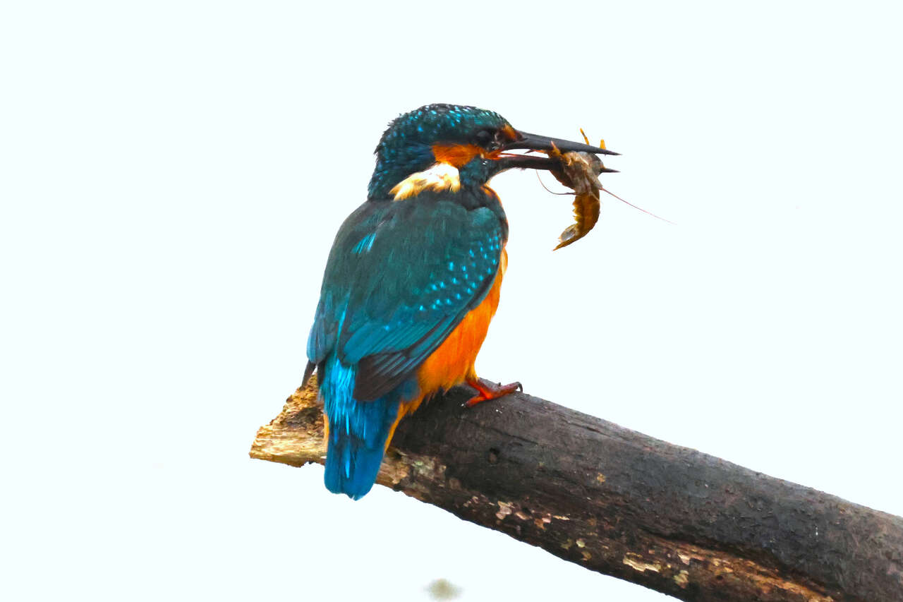 Martin-pêcheur capturant une écrevisse dans les canaux du Marais poitevin