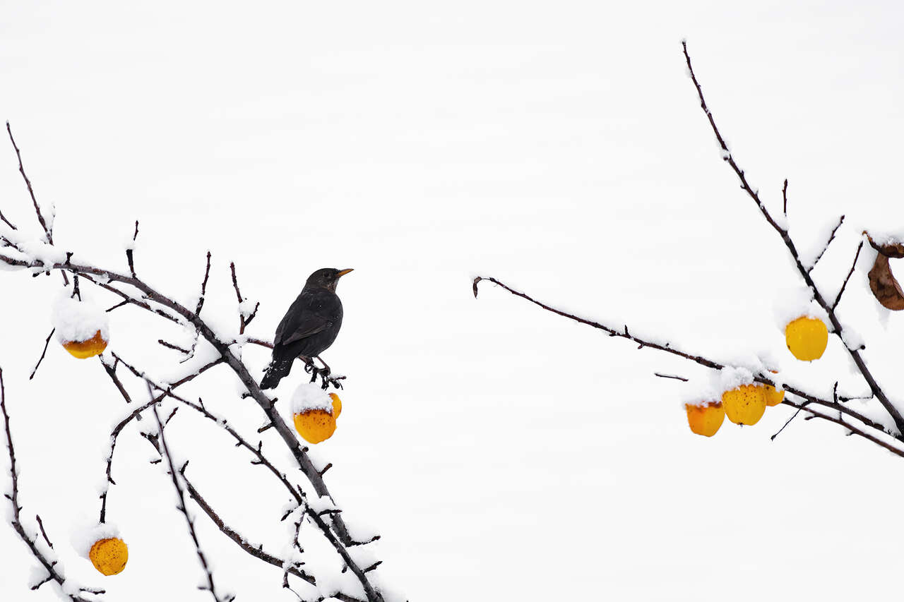 merle noir perché parmi des pommes d’hiver © Joël Brunet merle noir perché sur une branche enneigée parmi des pommes d’hiver