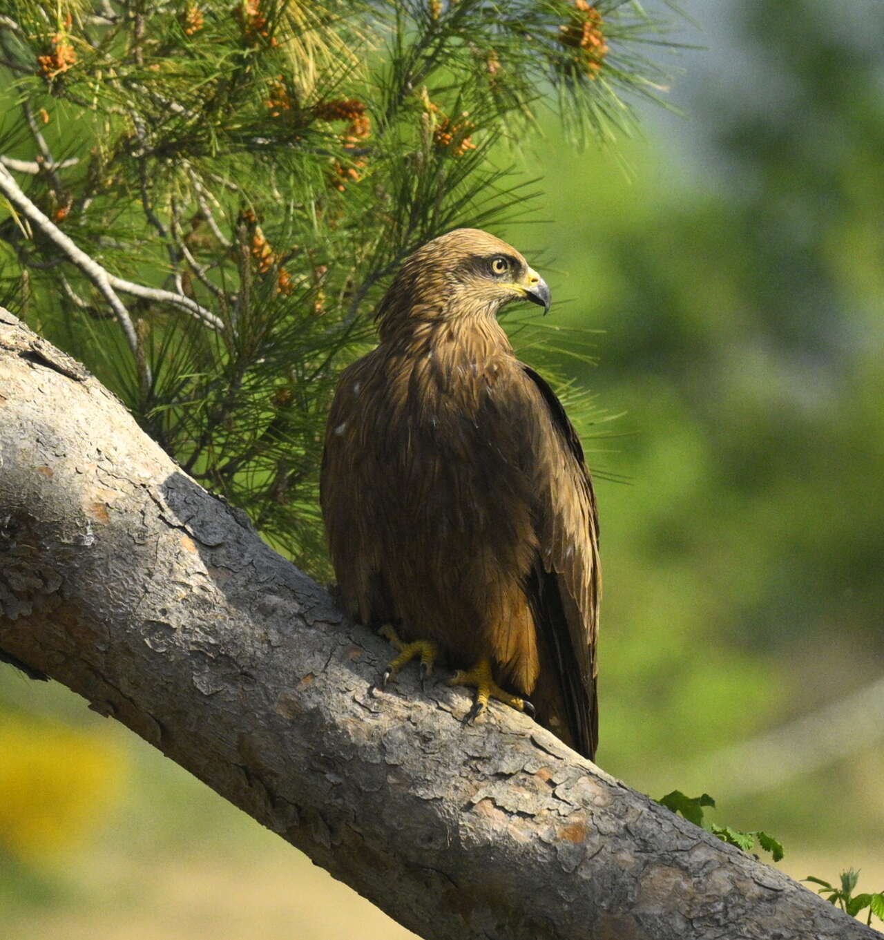 Milan noir posé sur une branche lors d’un séjour ornithologique Amarok en Aragon dans les Pyrénées