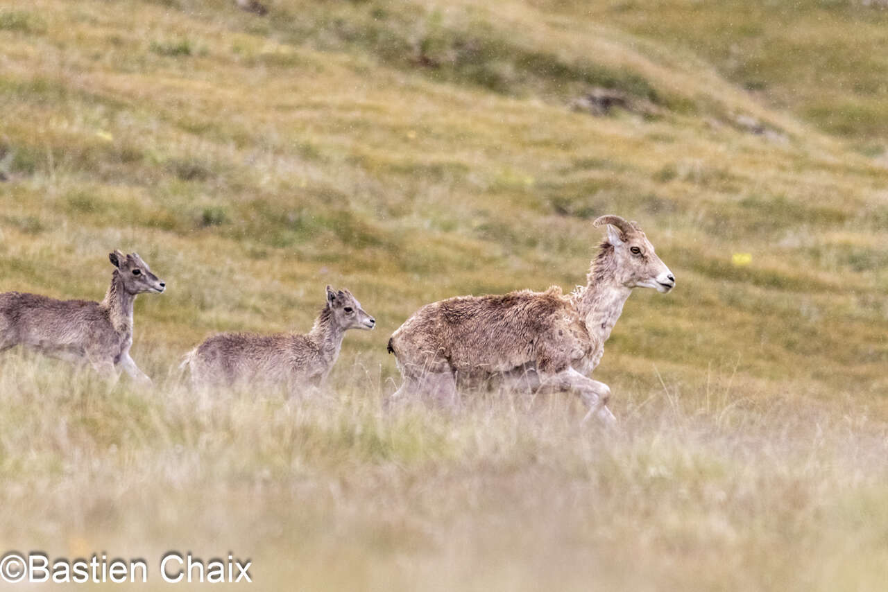 Mouflon de Marco polo ou Argali  (Ovis ammon polii) femelle avec jeunes - observation naturaliste Amarok l'Esprit Nature