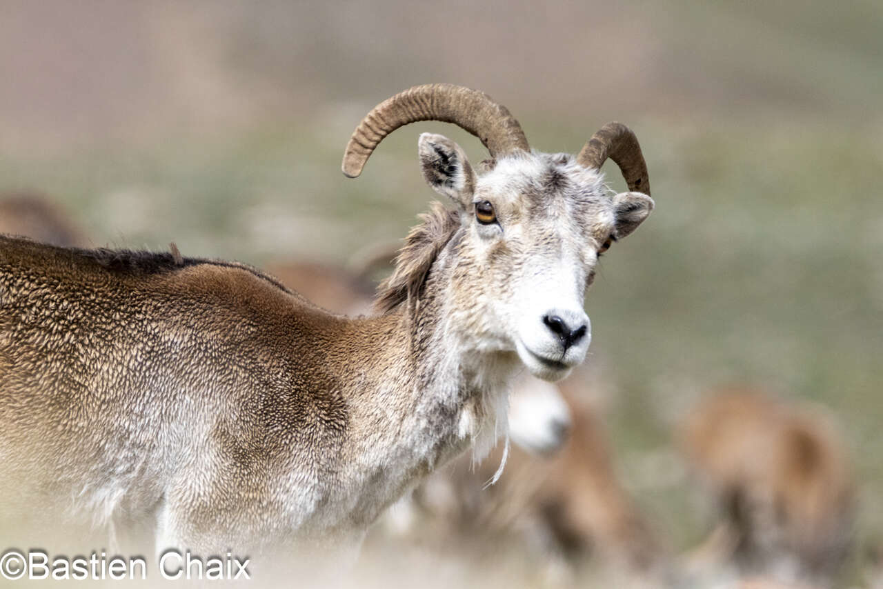 Mouflon de Marco polo ou Argali  (Ovis ammon polii) femelle - Observation naturaliste Amarok l'Esprit Nature