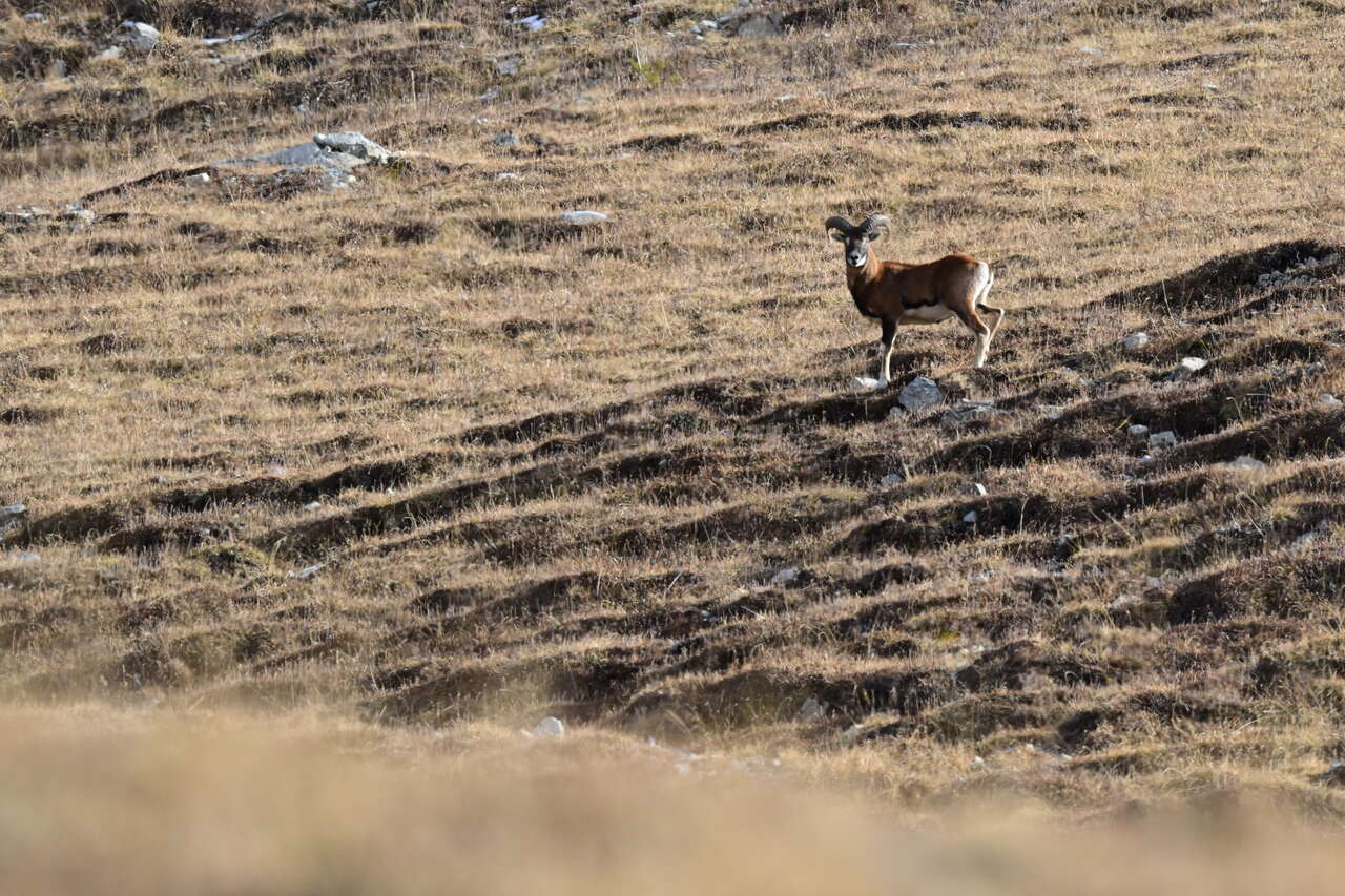 Mouflon mâle sur une pelouse de montagne
