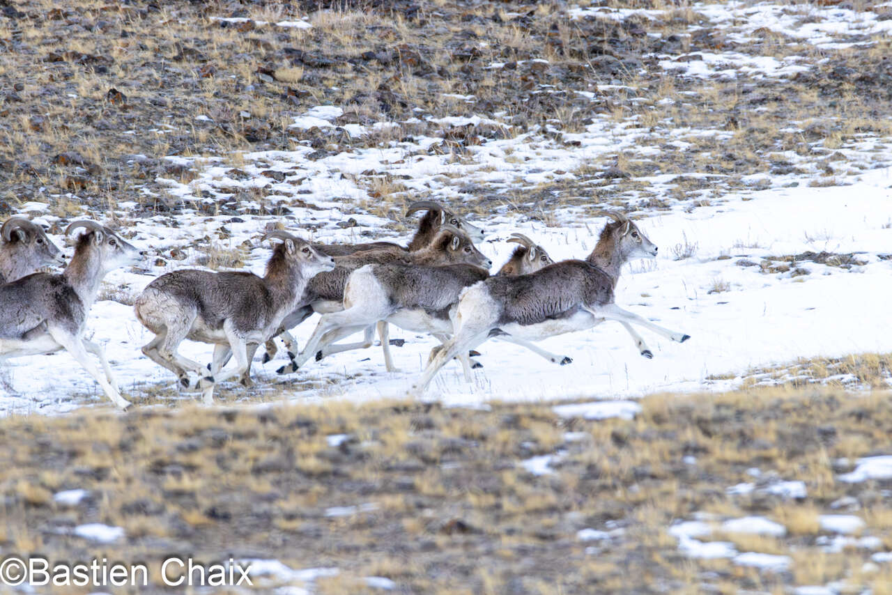 Mouflons de Marco Polo (Ovis ammon) - Voyage Amarok l'Esprit Nature