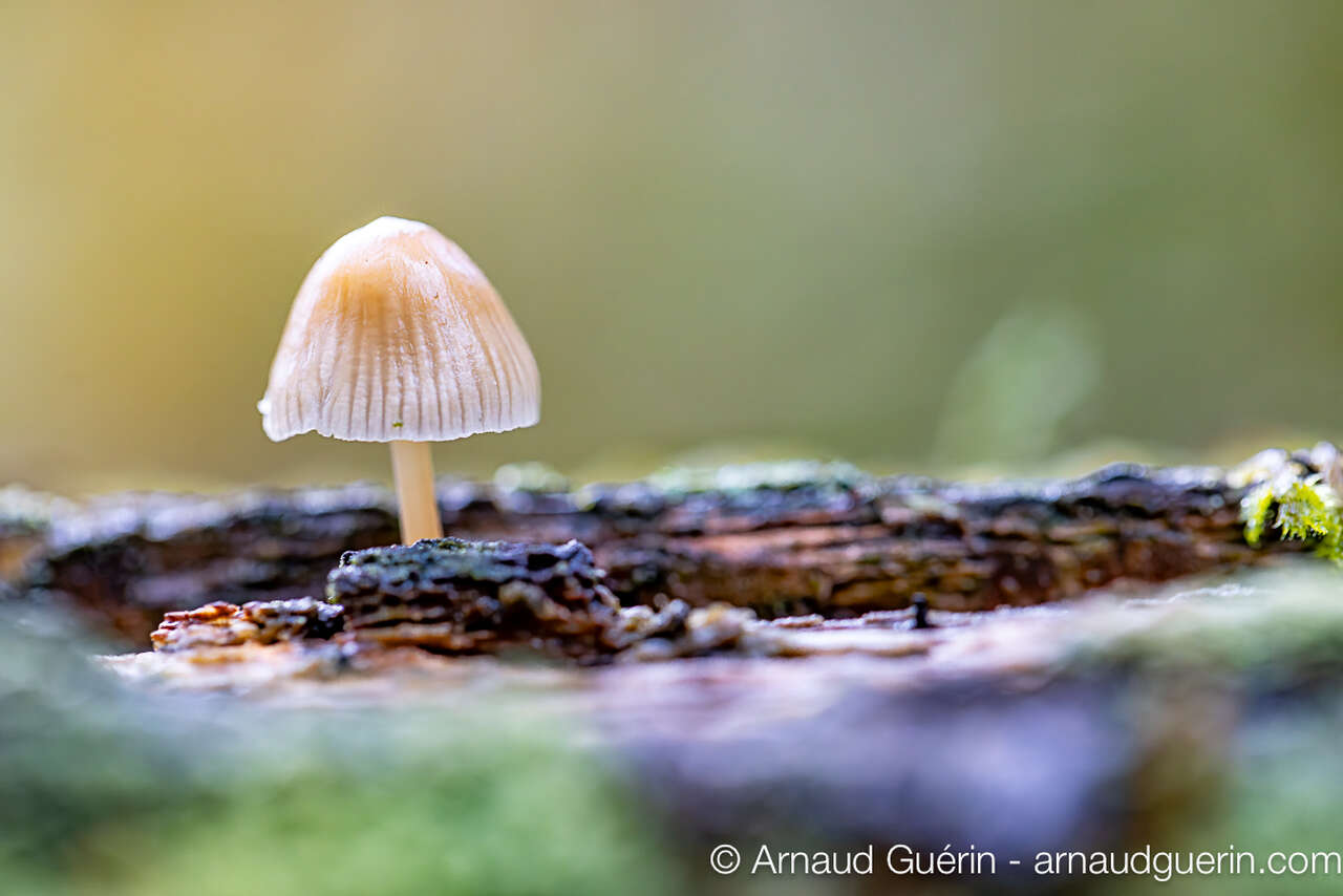 Mycène sur tronc d’arbre en forêt des Andaines, photographie macro nature