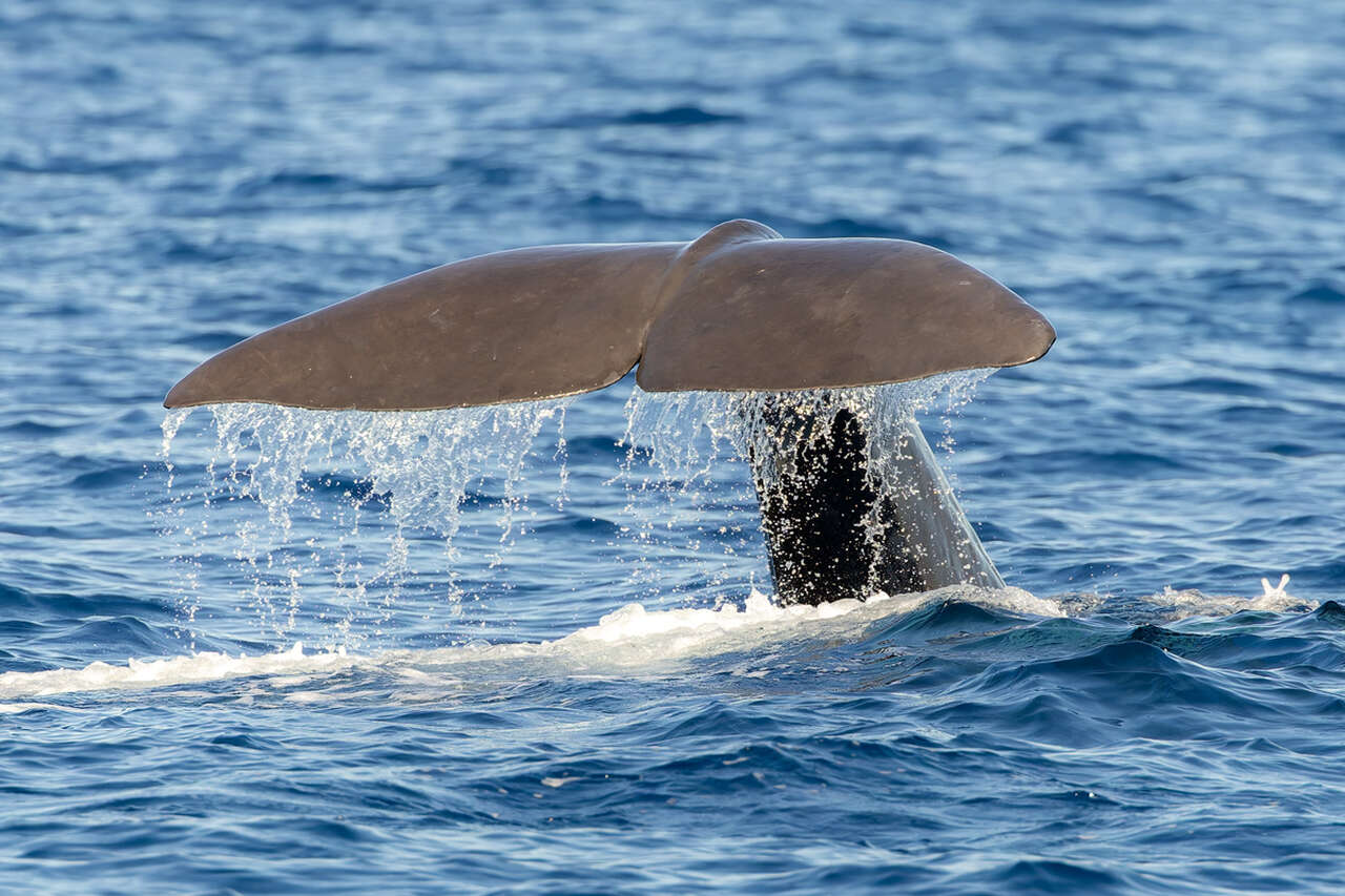 Nageoire caudale d'un cachalot dressée hors de l'eau au moment de sa plongée en Méditerranée