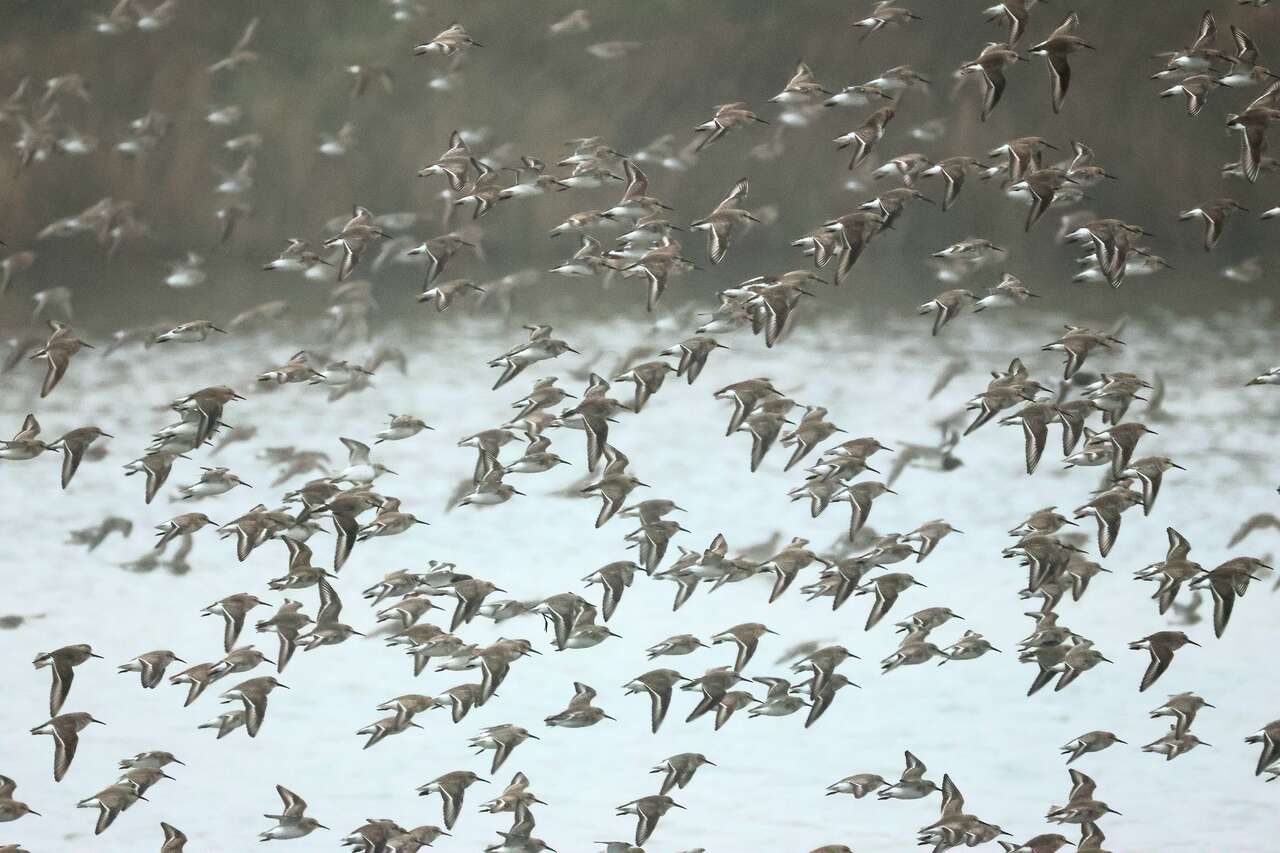 Nuée de limicoles en vol au-dessus des vasières littorales