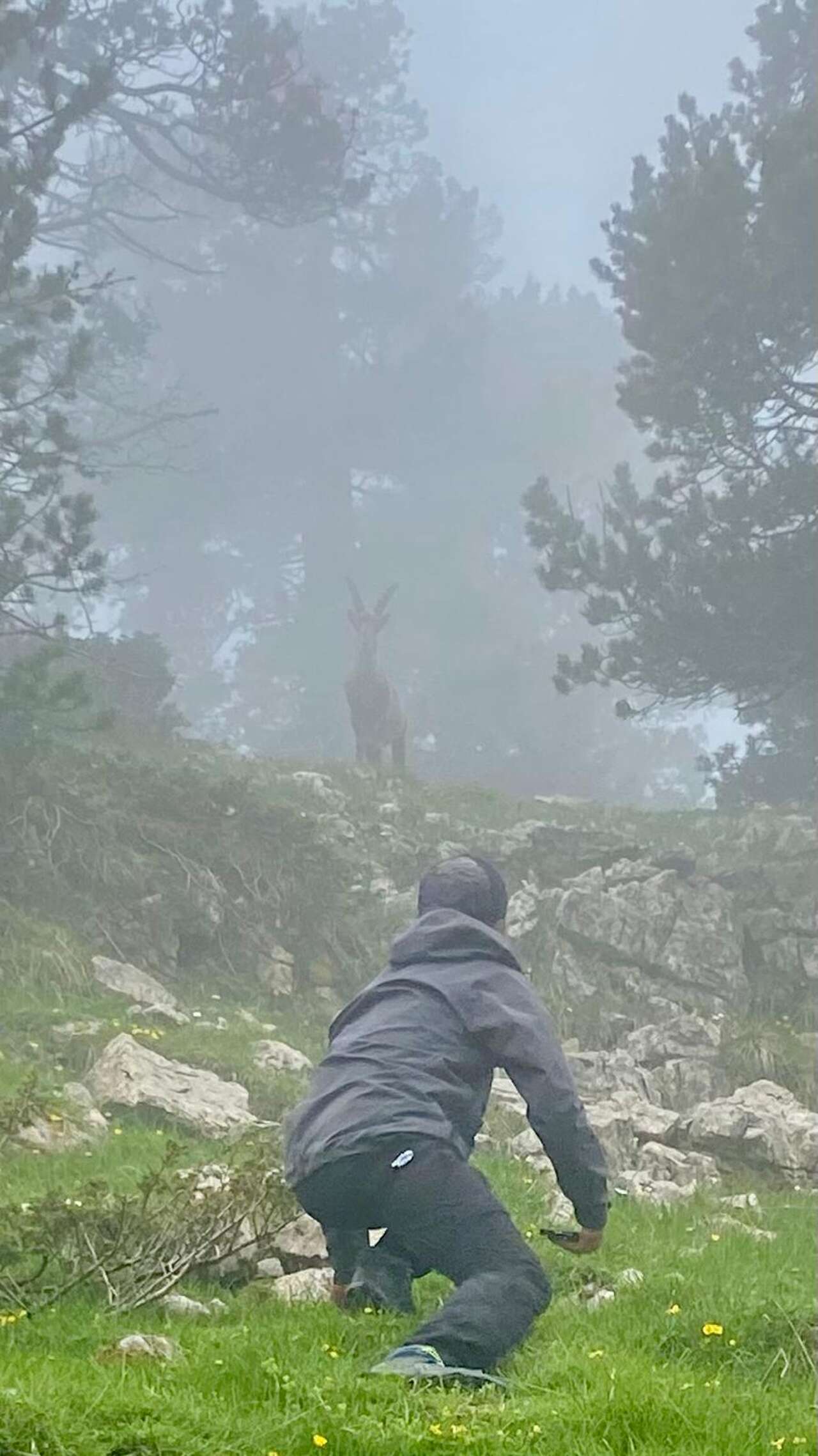 Observation d’un bouquetin dans la brume sur les Hauts Plateaux du Vercors
