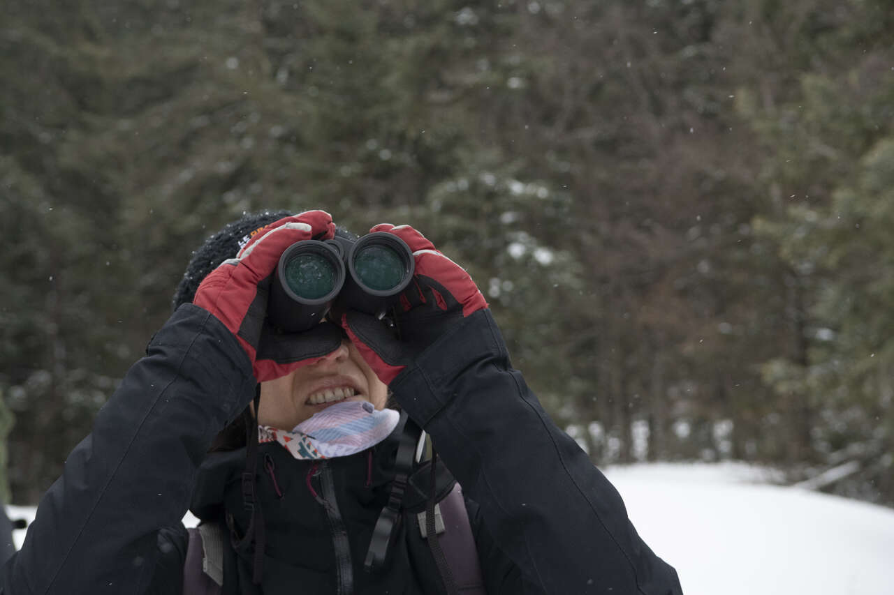 Observation de la faune sauvage aux jumelles dans le Vercors en hiver