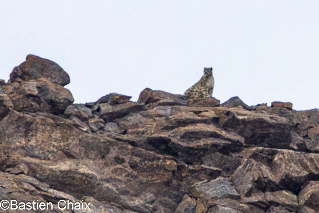 Observation de la Panthère des Neiges en Kirghizie - Voyage Amarok l'Esprit Nature