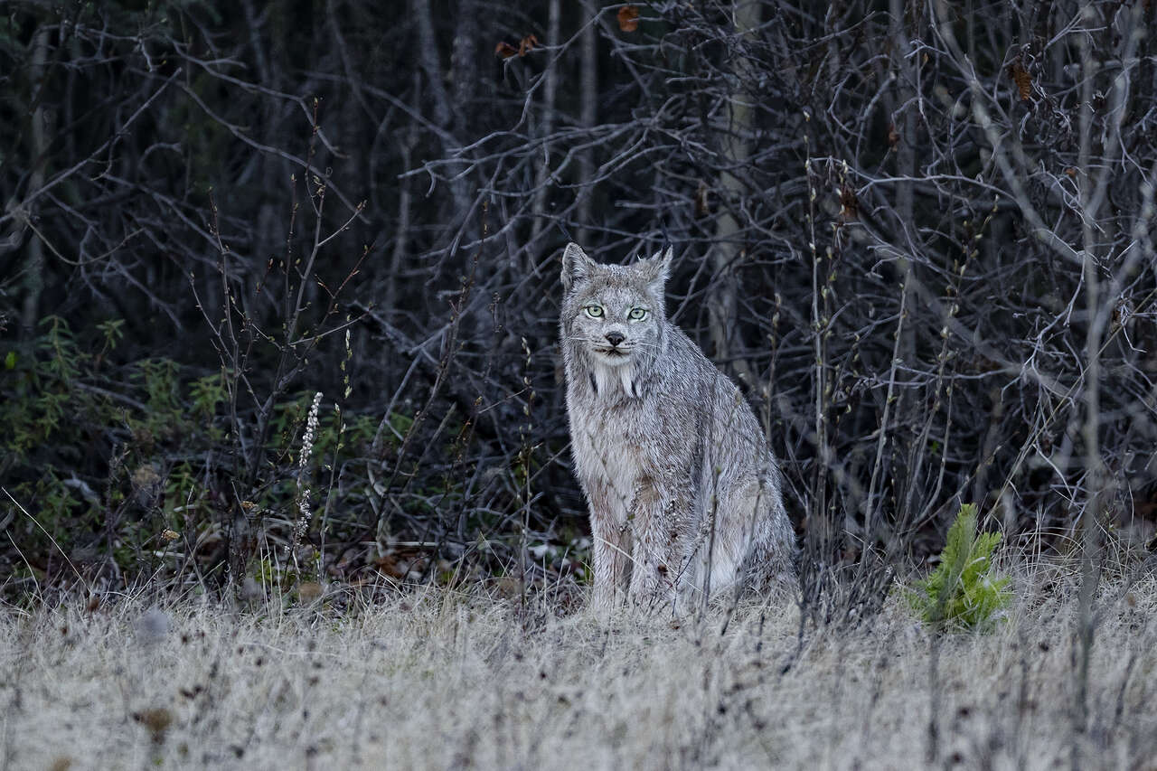 Observation d'un lynx du Canada lors d'un voyage Amarok l'Esprit Nature
