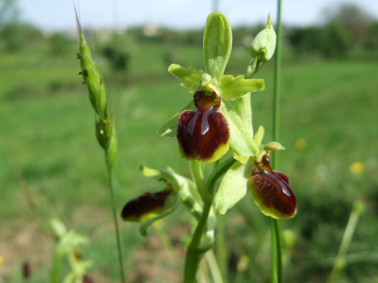 Ophrys araignée, orchidée sauvage des coteaux du Marais poitevin