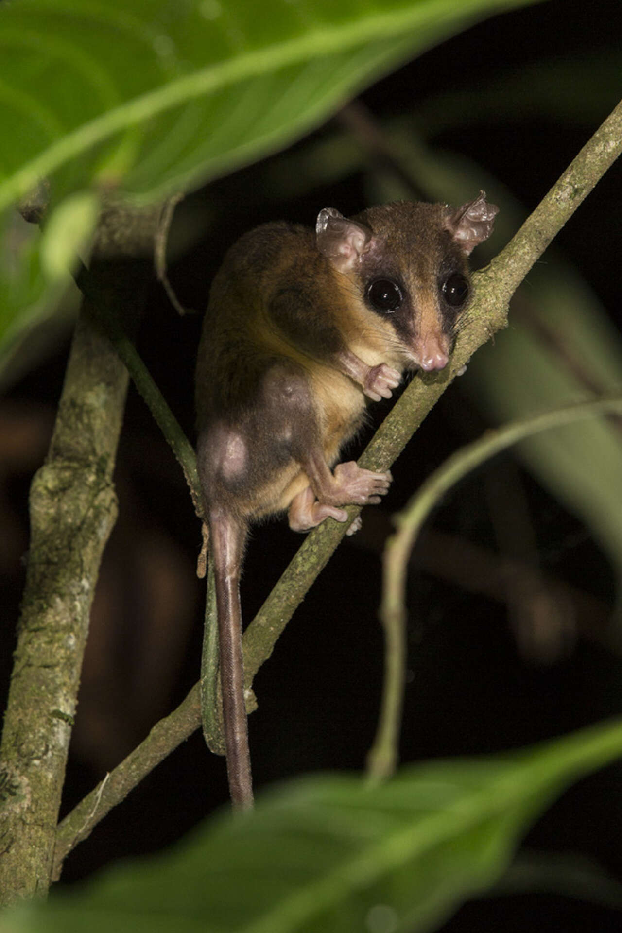 Opossum laineux observé lors d'une sortie nocturne au Costa Rica