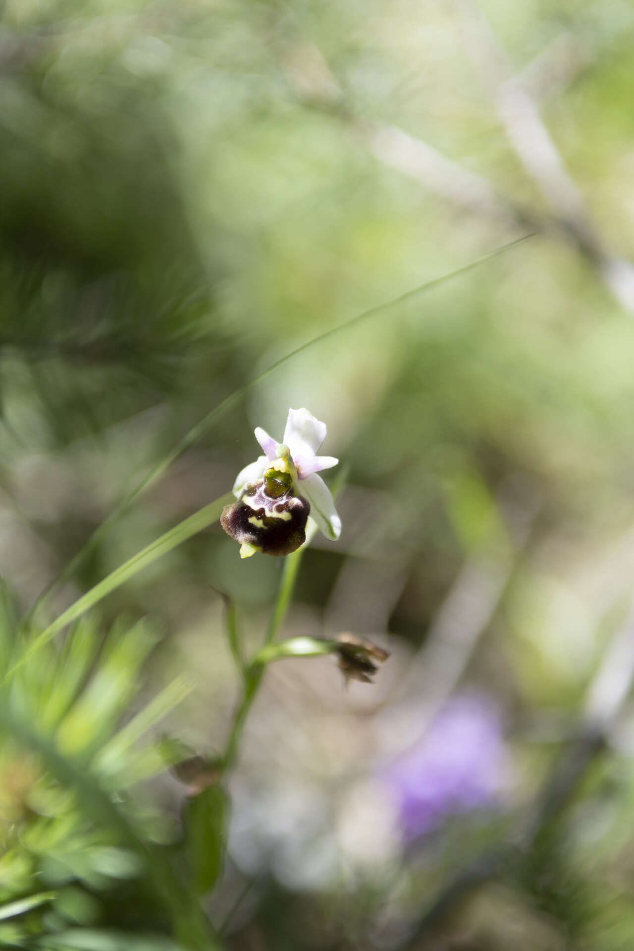Orchidée sauvage Ophrys au printemps dans le Vercors