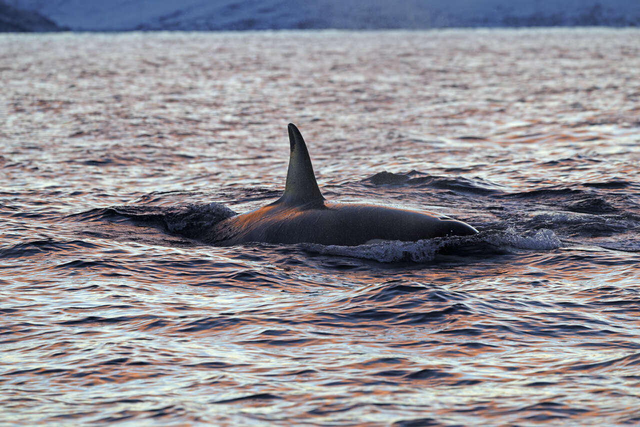 orque nageant en surface dans une lumière dorée au large des fjords de Norvège