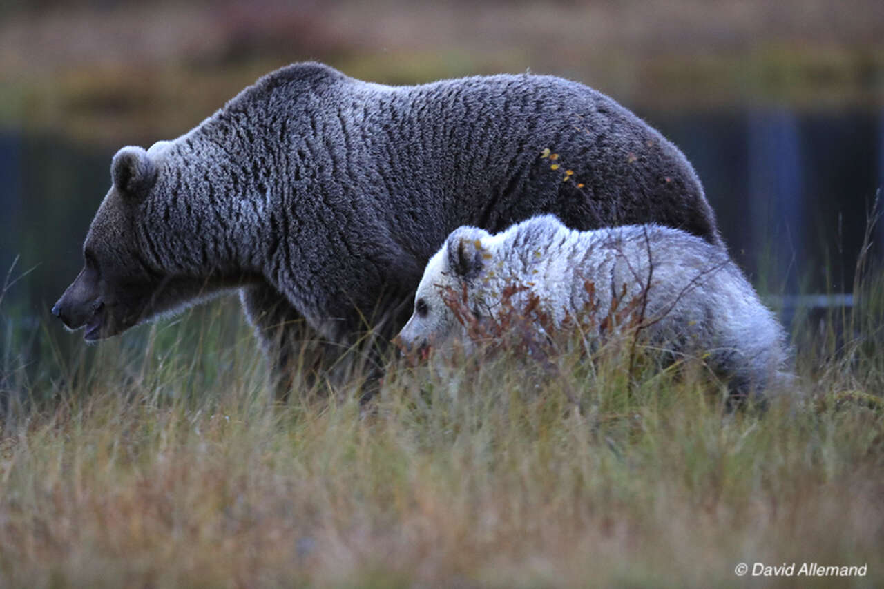 Ours brun et ourson dans les forêts de Finlande en automne