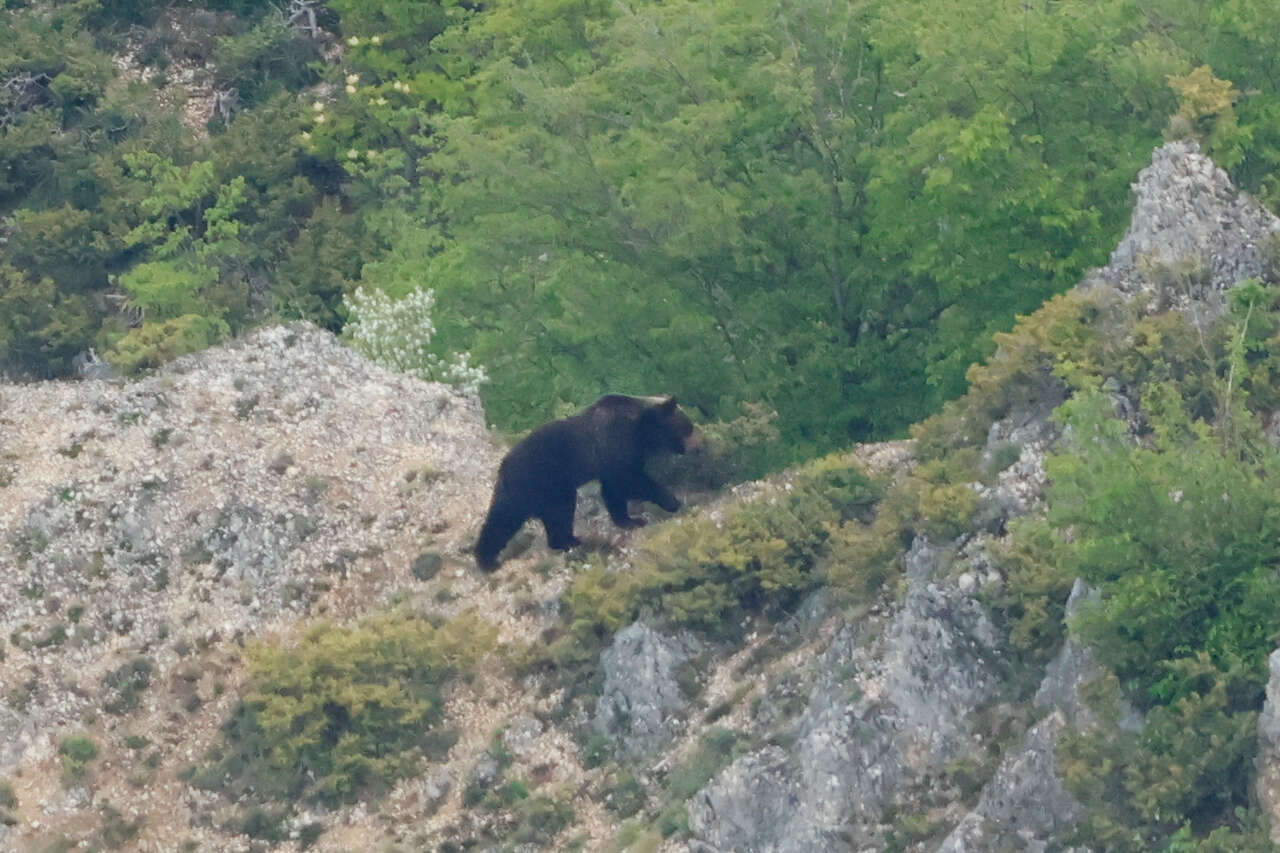 Ours brun marsicain parcourant les montagnes des Abruzzes