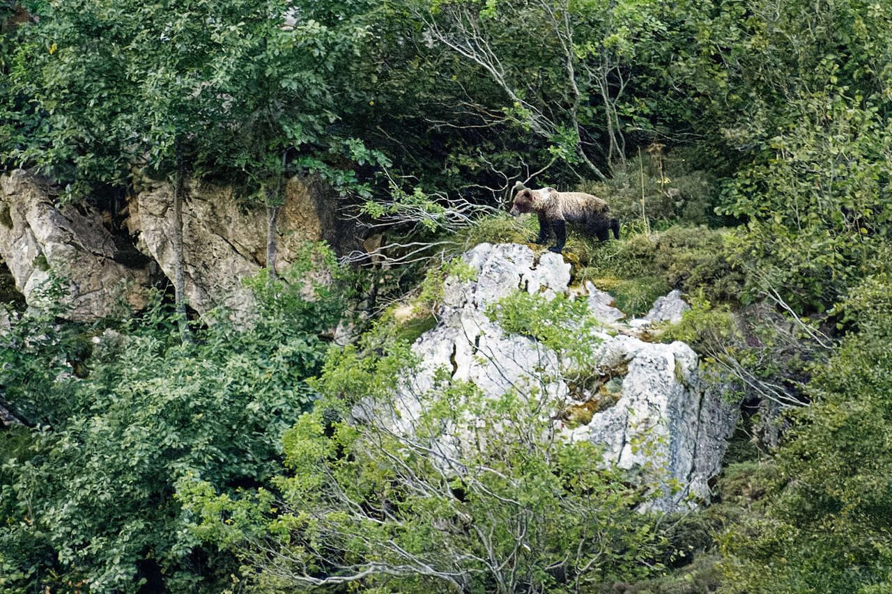Ours cantabrique adulte observé dans une forêt dense des Asturies
