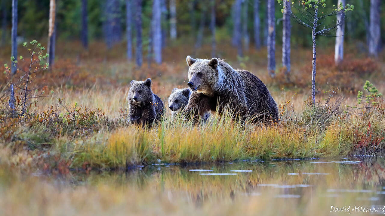 Ours et oursons dans une tourbière au bord d'un lac - séjour Amarok l'Esprit Nature
