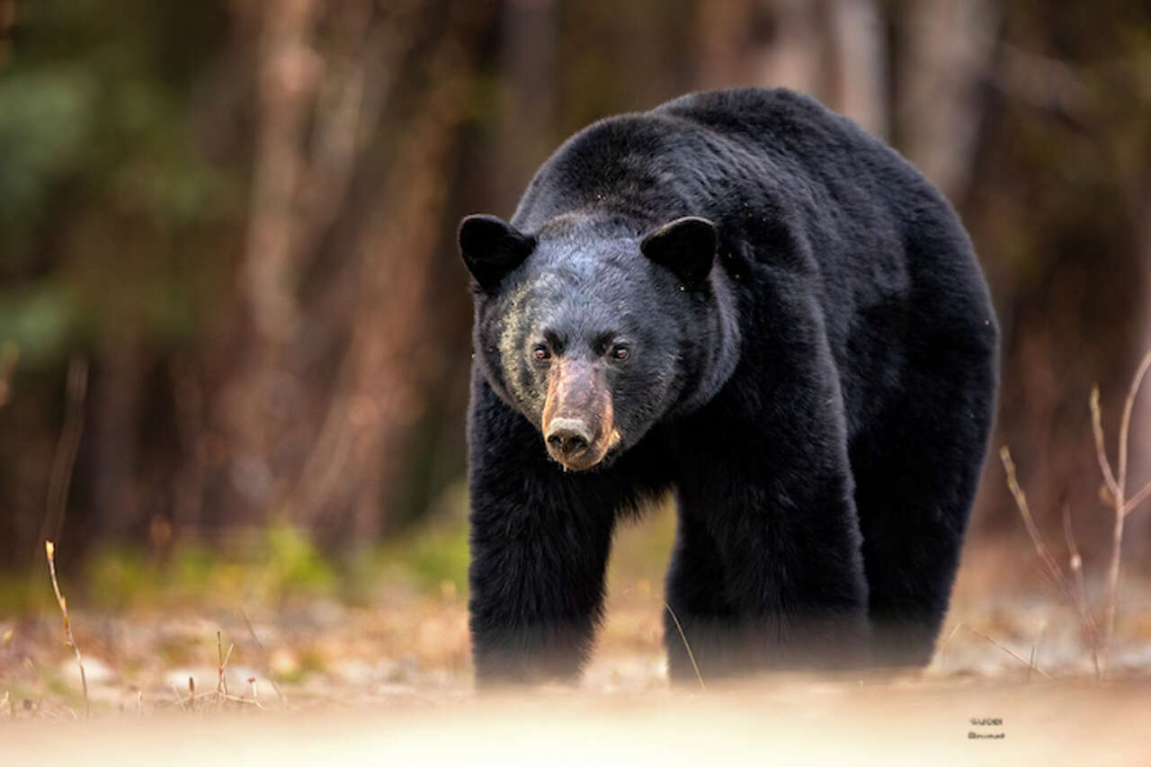 Ours noir d'Amérique dans les forêts du Yukon au printemps lors d'un voyage photo Amarok