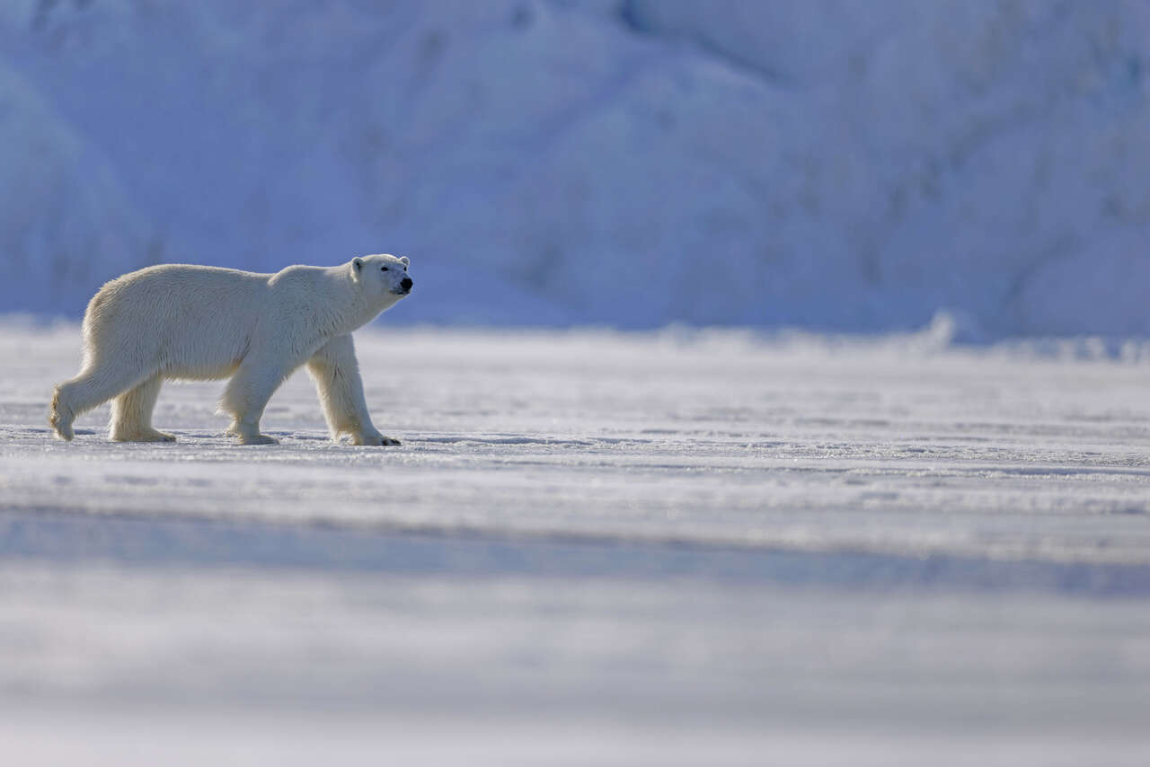 Ours polaire sur la banquise arctique au Spitzberg