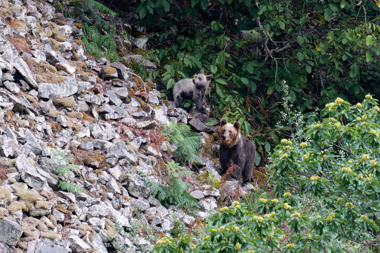 Ourse et ourson d’ours cantabrique en lisière de forêt dans les Asturies