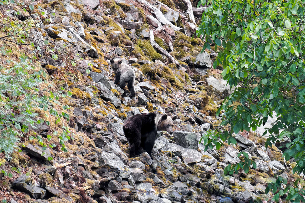 Ourse et ourson d’ours cantabrique évoluant sur un versant rocheux dans les Asturies