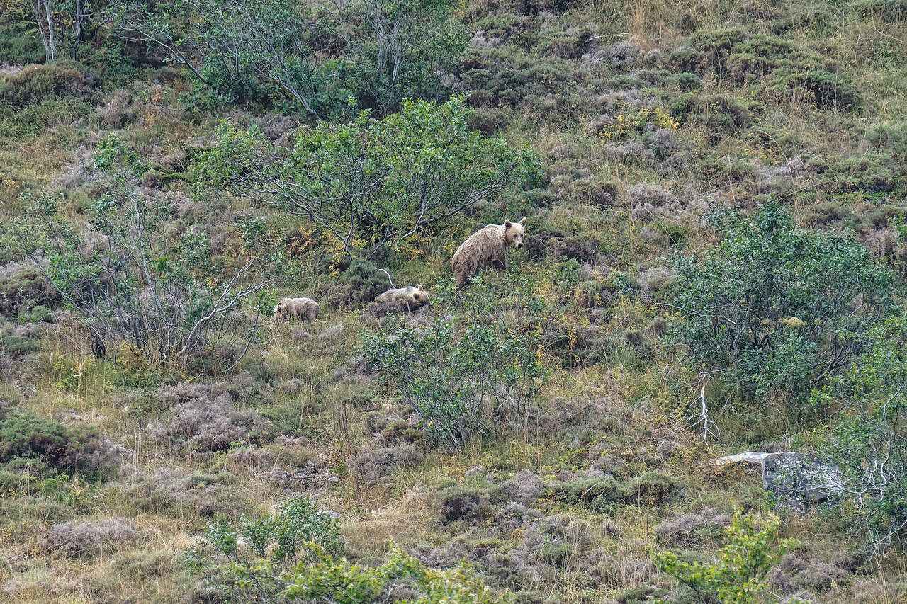 Ourse et ses deux oursons d’ours cantabrique dans les paysages sauvages des Asturies