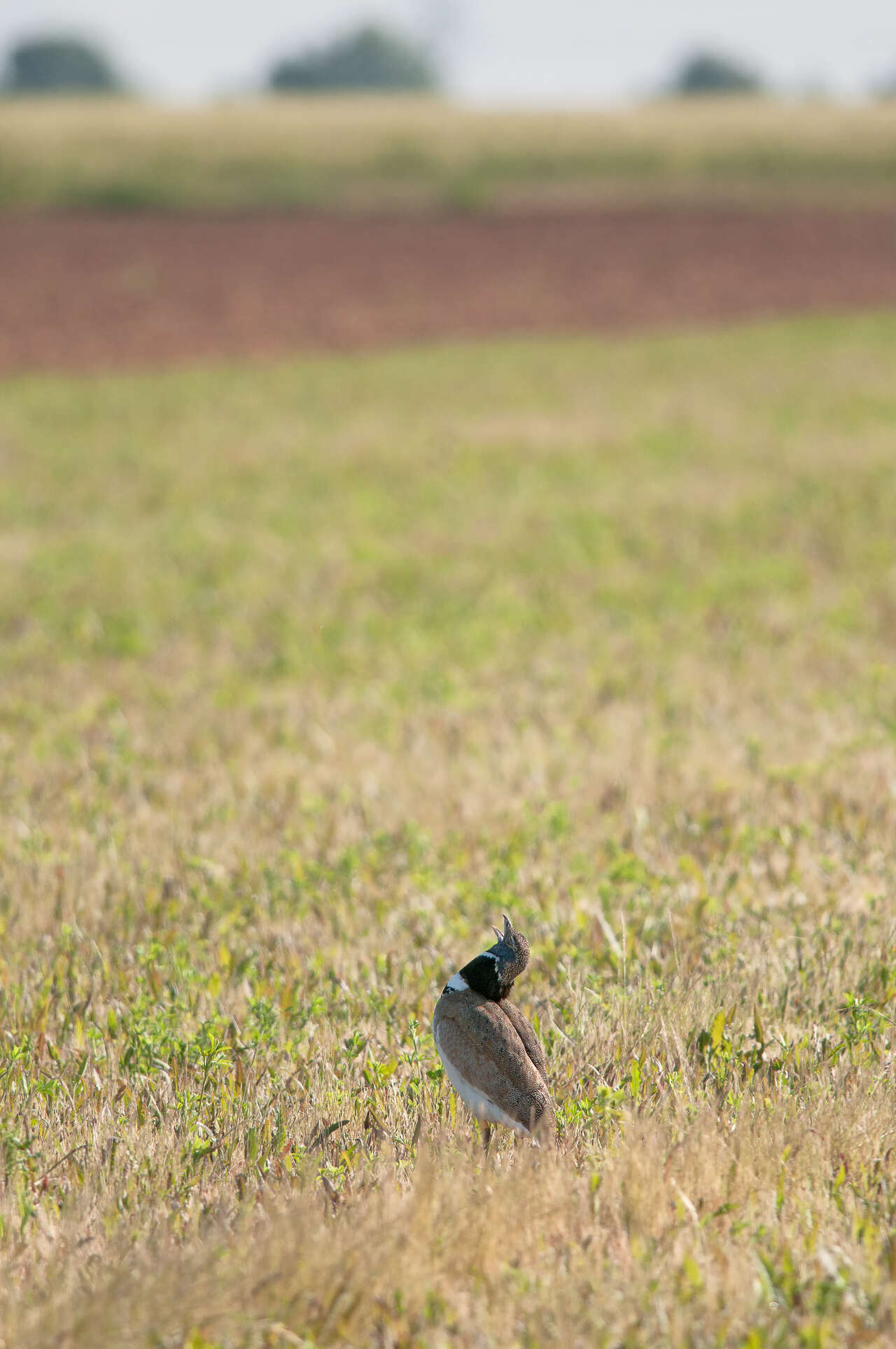Outarde canepetière mâle dans une prairie agricole des plaines poitevines