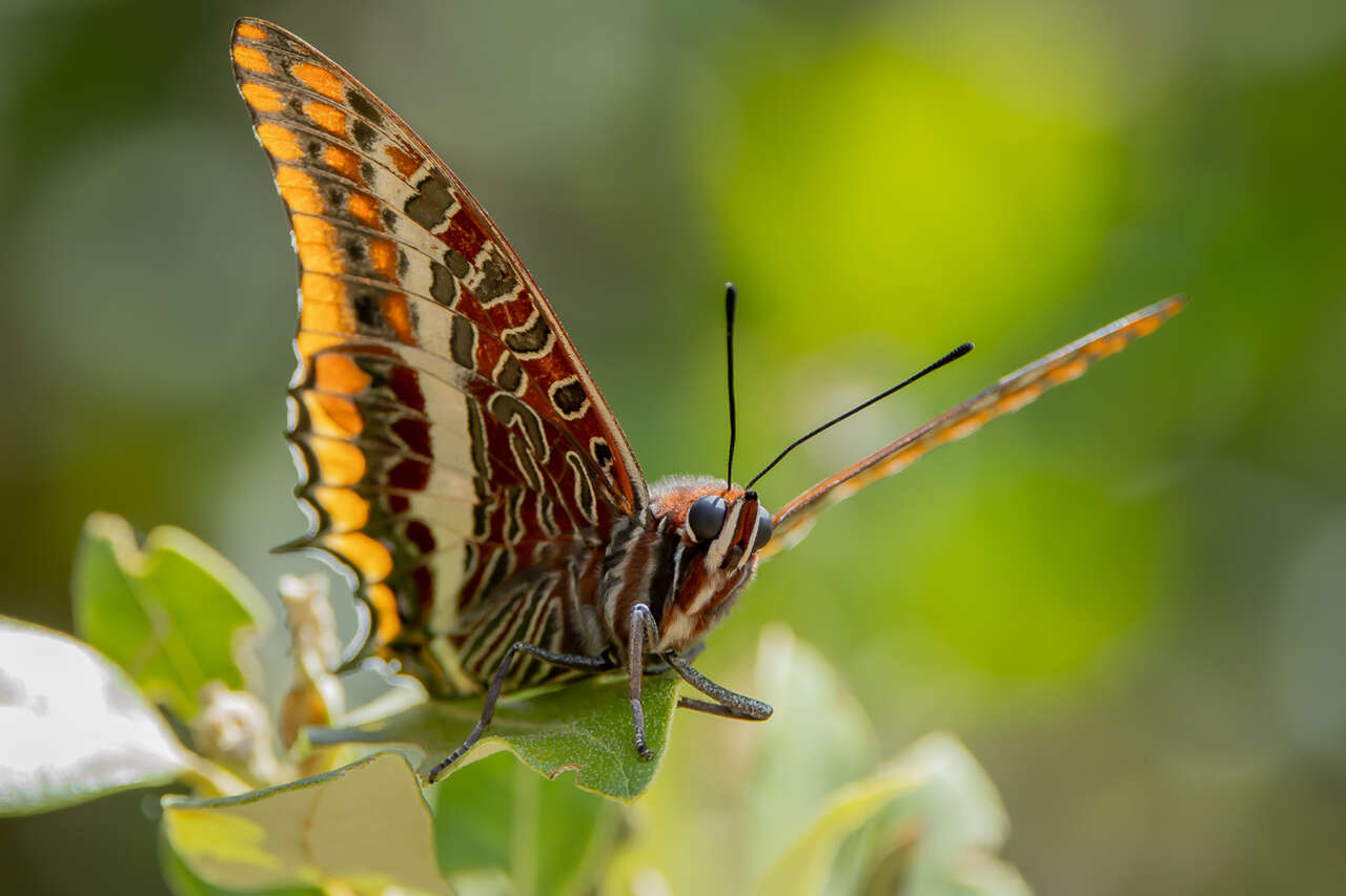 pacha à deux queues en Méditerranée – papillon emblématique de Provence