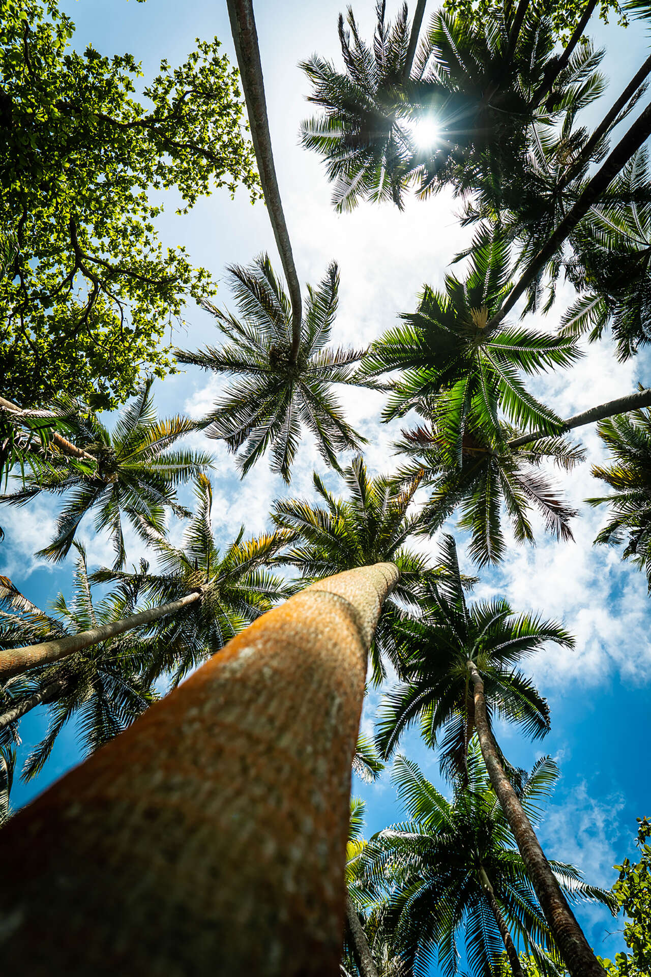 Palmiers tropicaux vus depuis le sol sous un ciel lumineux à  l'Anse des Cascades à la Réunion