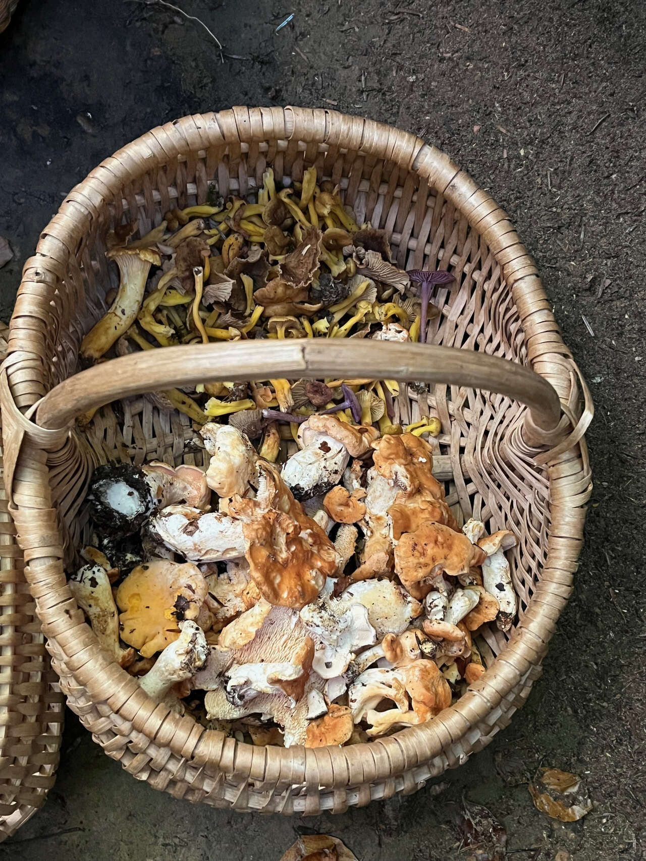 panier garni de chanterelles et lactaires récoltés en forêt