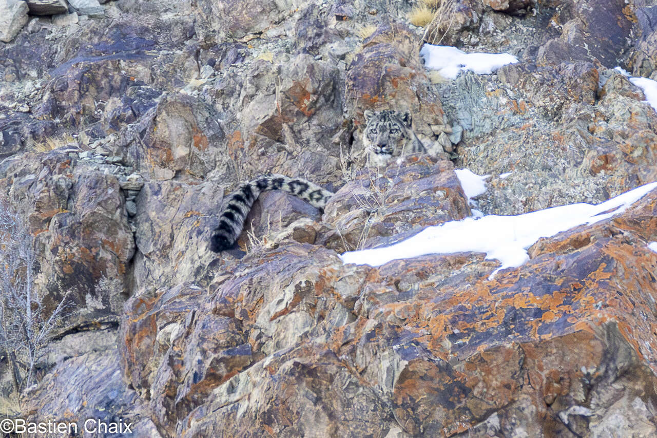 Panthère des neiges camouflée parmi les rochers d’un versant montagneux