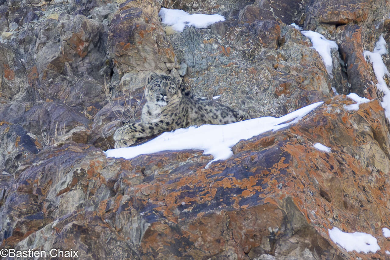 Panthère des neiges dans les falaises rocheuses du Ladakh