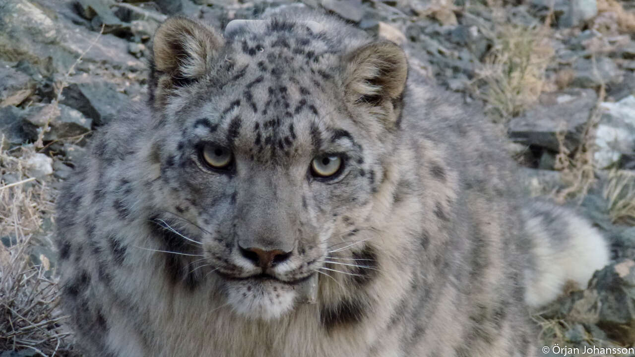 Panthère des neiges en Mongolie
