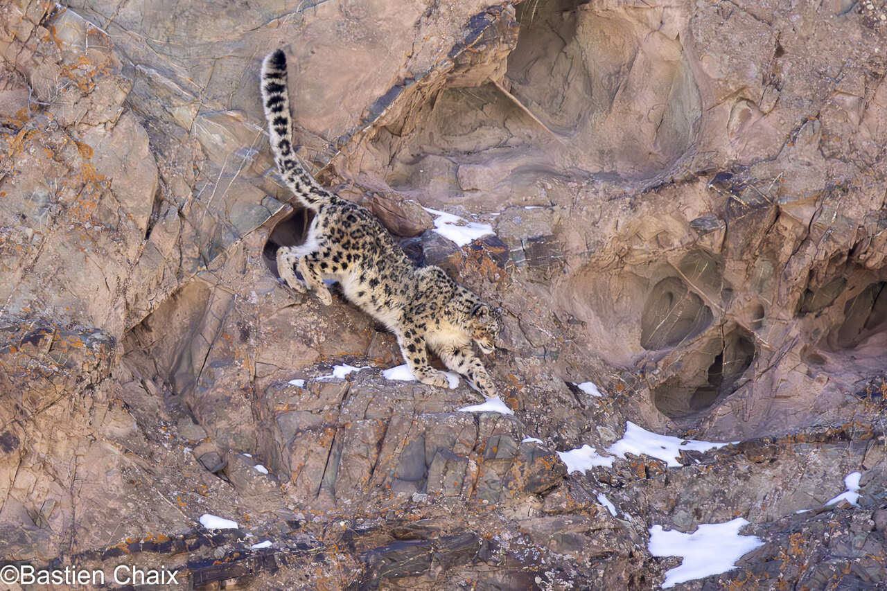 Panthère des neiges en mouvement dans les montagnes du Ladakh