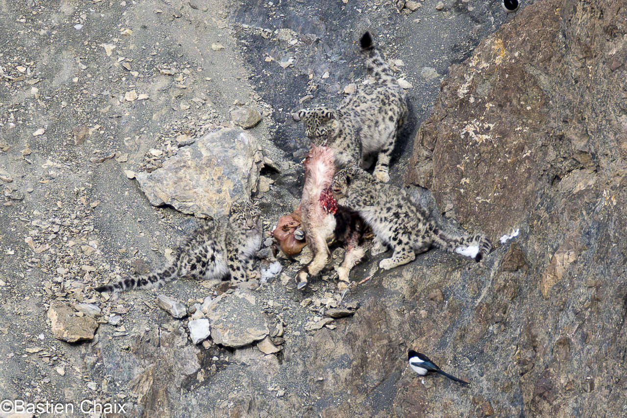 Panthère des neiges et ses petits autour d’une proie au Ladakh