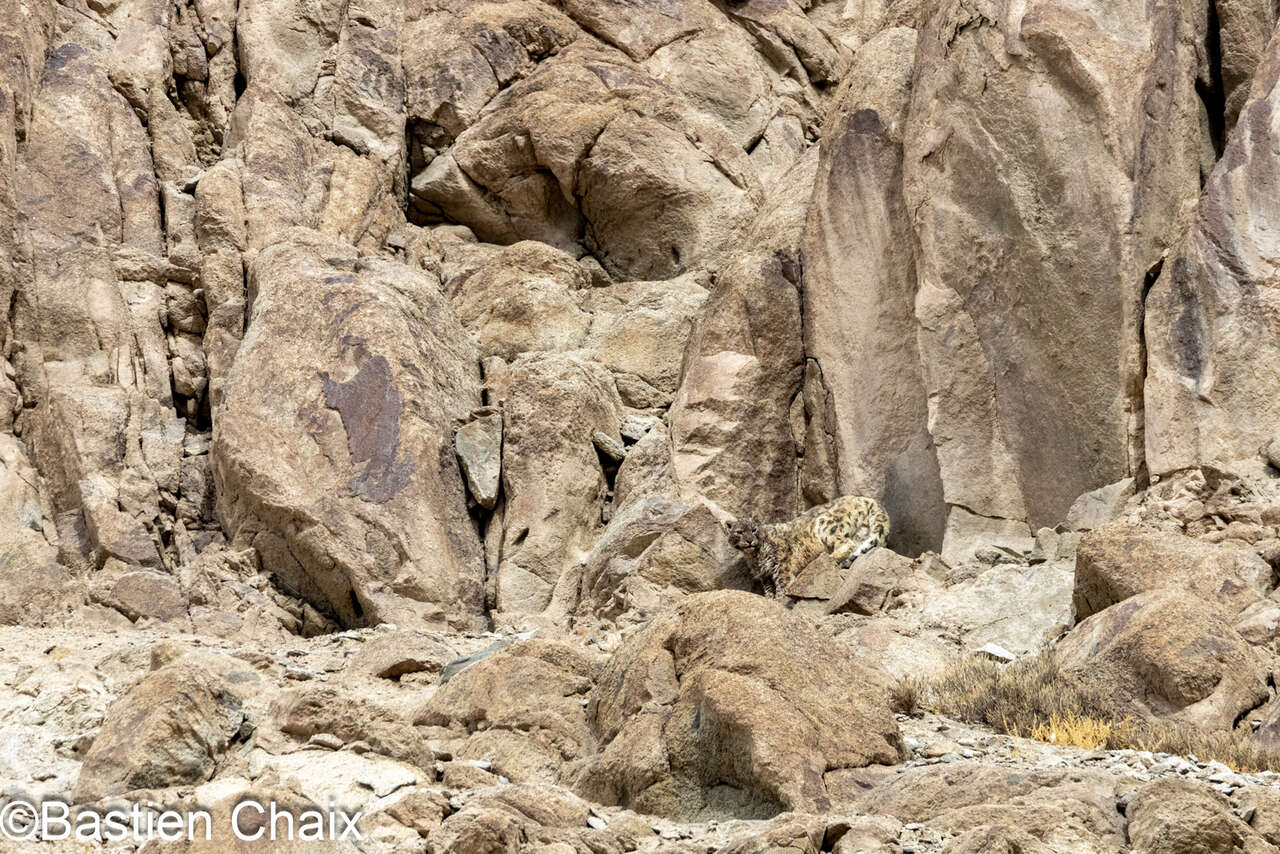 Panthère des neiges (Panthera uncia) dans son environnement rocheux photographiée lors d'un voyage Amarok au Ladakh