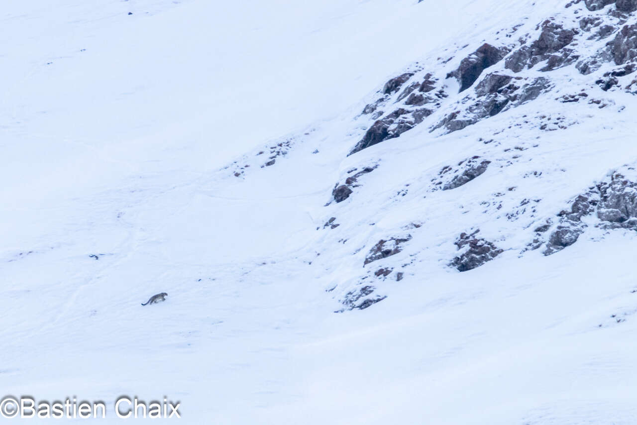 Panthère des Neiges (Panthera uncia) en Kirghizie - Observation naturaliste Amarok l'Esprit Nature