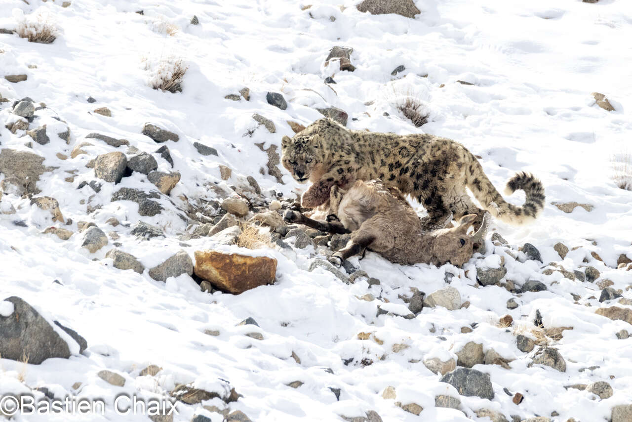 panthere des neiges (panthera uncia) sur une carcasse de femelle ibex de siberie (capra sibirica) dans la neige photographiée lors d'un Voyage Amarok au Ladakh