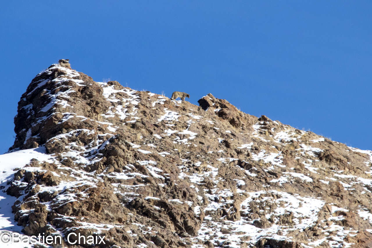 Panthère des Neiges sur un sommet rocheux photographiée  lors d'un séjour Amarok au Ladakh