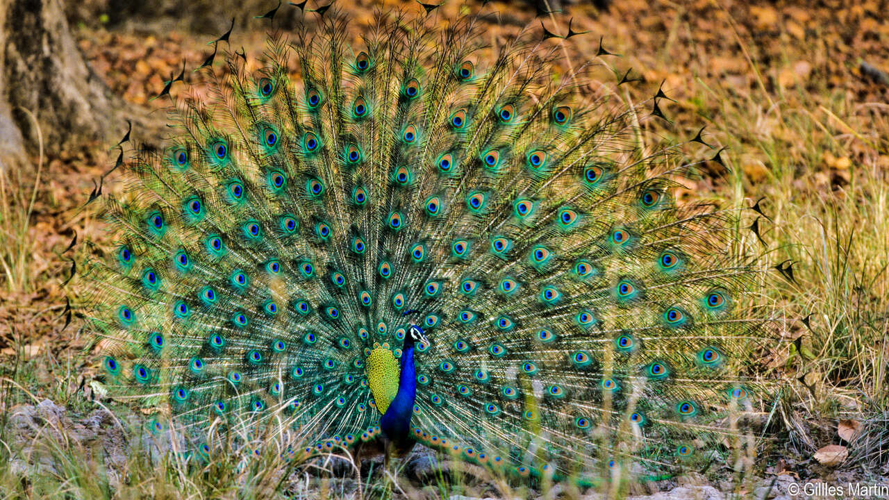 Paon indien faisant la roue dans la forêt du parc national de Bandhavgarh