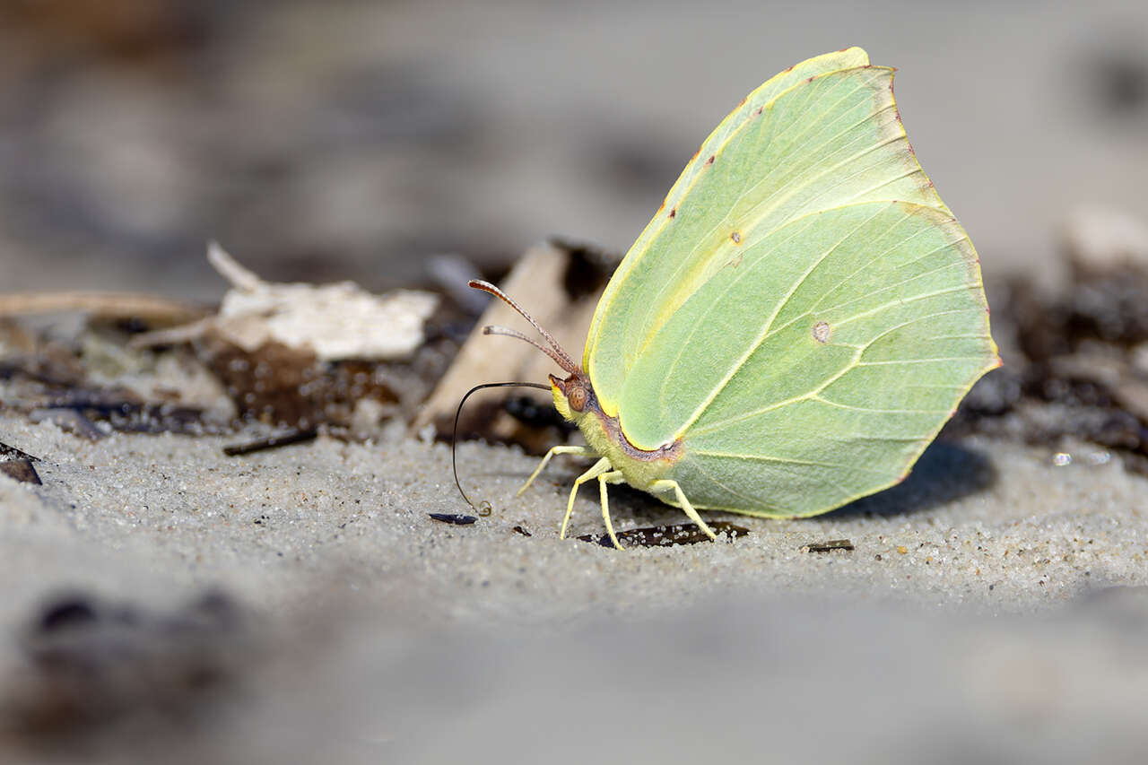 Papillon Citron de Provence aux ailes vert pâle posé au sol, vu de profil