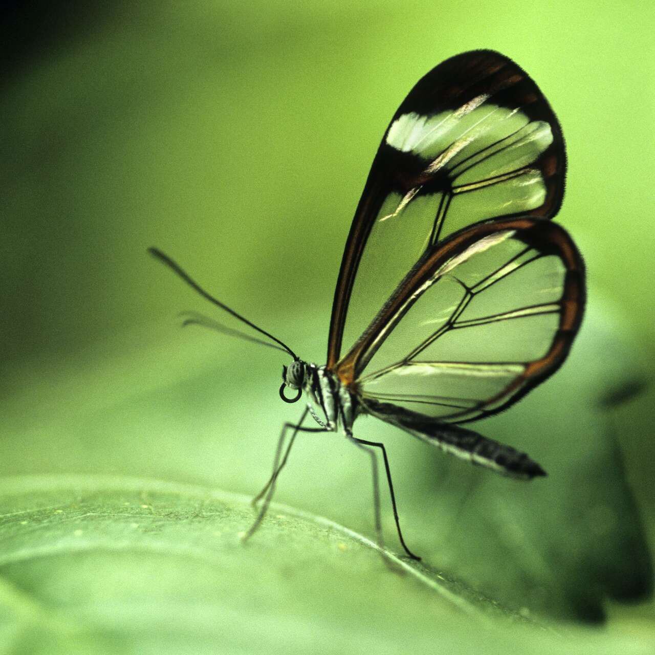Papillon Greta oto aux ailes transparentes dans la forêt tropicale du Costa Rica