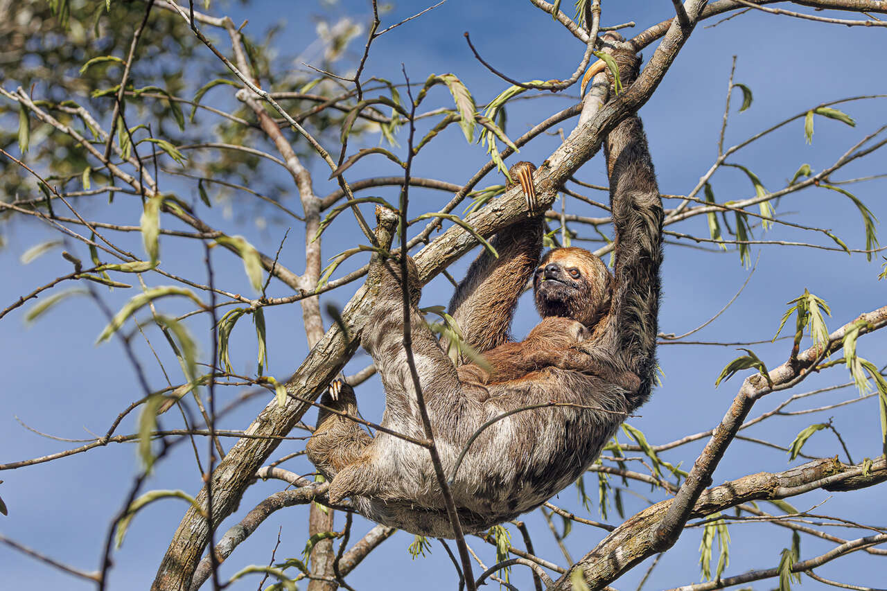 Paresseux accroché aux branches d’un arbre dans la forêt amazonienne