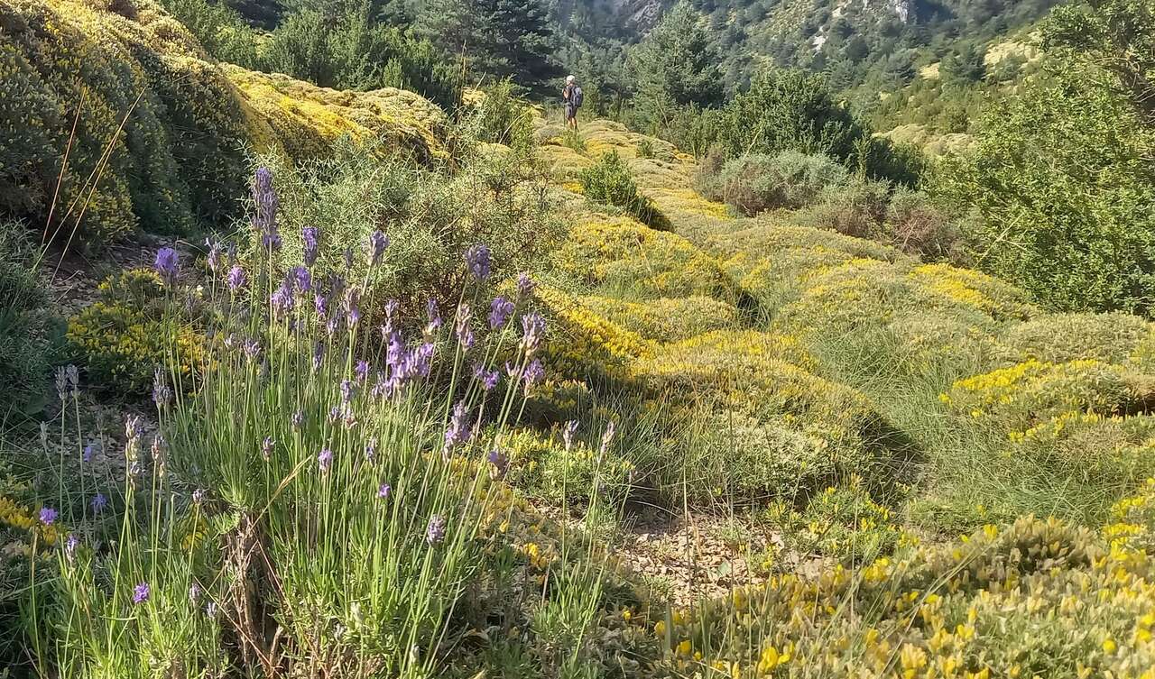 Paysage et végétation en Sierra de Guara