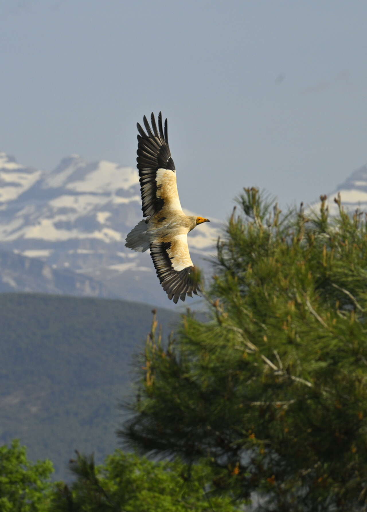 Percnoptère d’Égypte en vol devant les reliefs pyrénéens lors d’un voyage ornithologique en Aragon