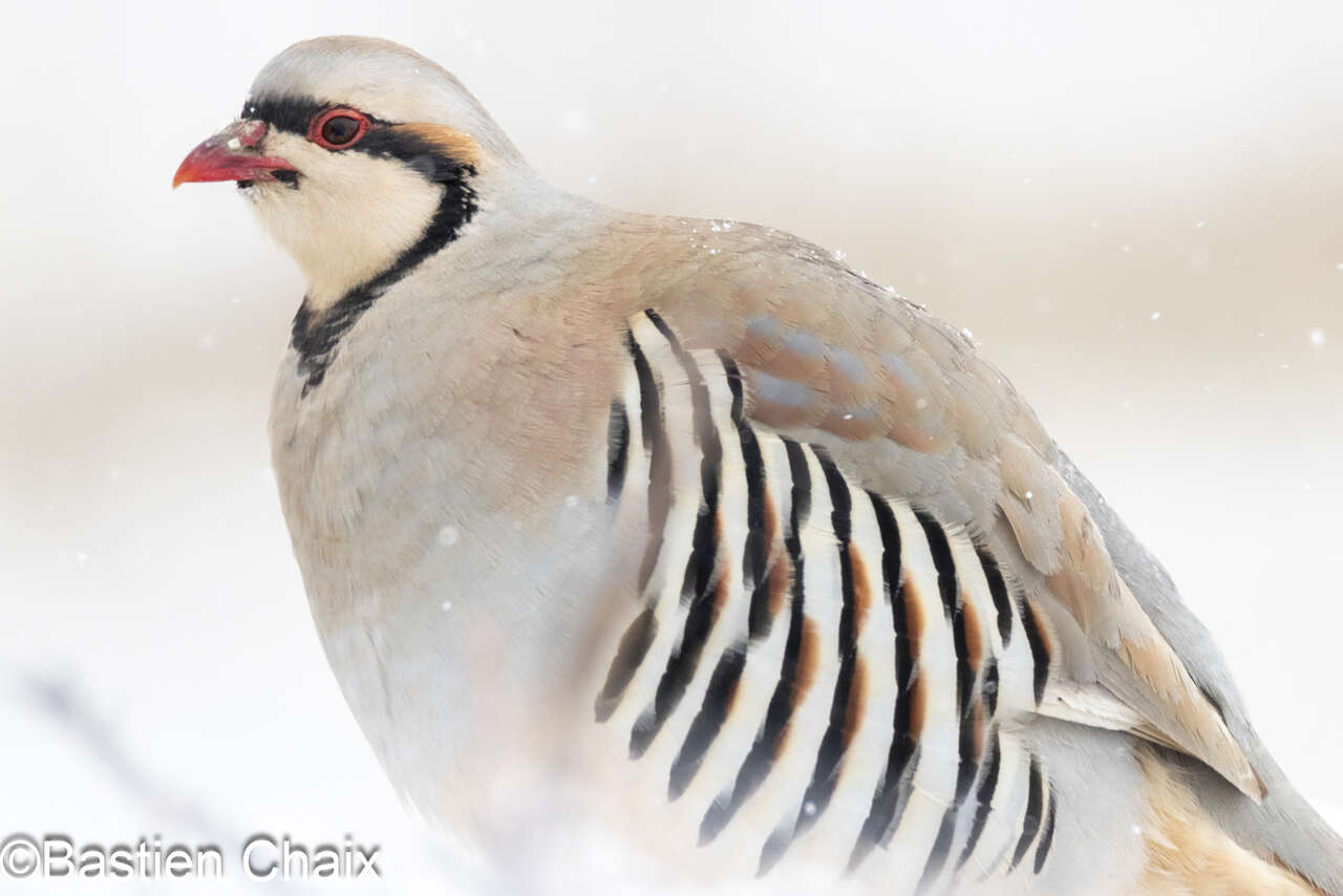 Perdrix choukar (Alectoris chukar) adulte posée l'hiver au Ladakh - Voyage Amarok Panthère des Neiges